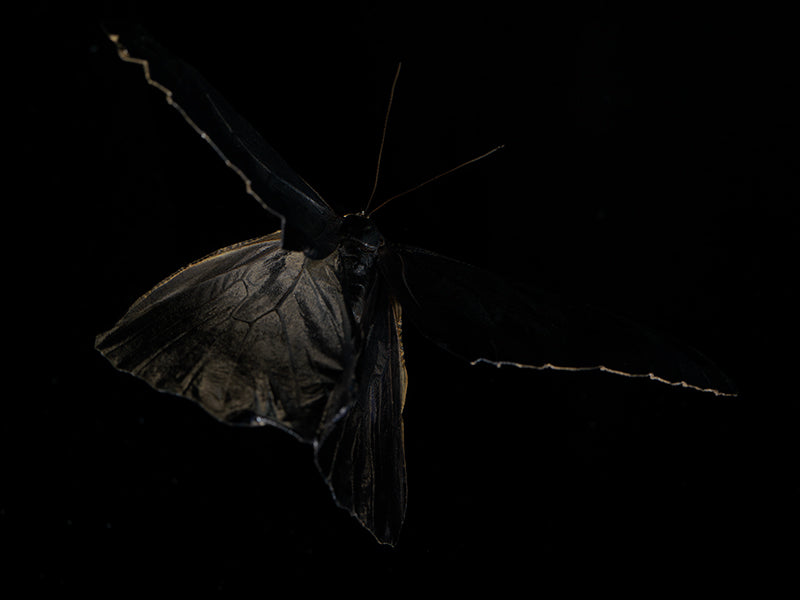 Submerged Beauty: Butterflies in water Reflecting on Mortality
