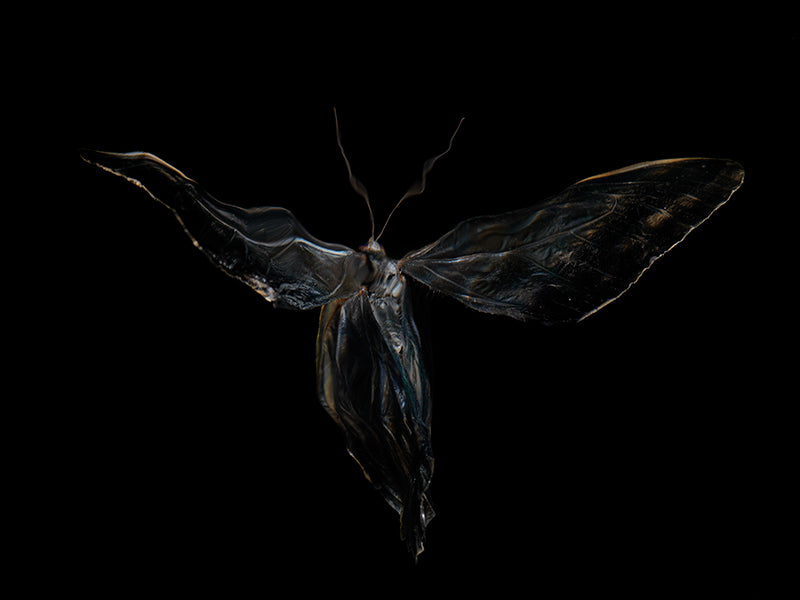 Fleeting Wings: Underwater Exploration of Morphe Didius & Amathonte Butterflies