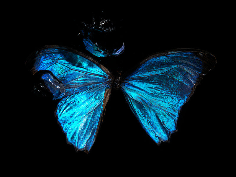 Drowning in Beauty Butterfly Reflections"