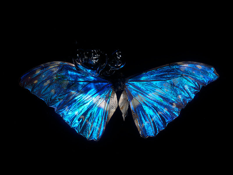 Translucent Wings: Exploring Life's Fleeting Beauty Below the Waterline