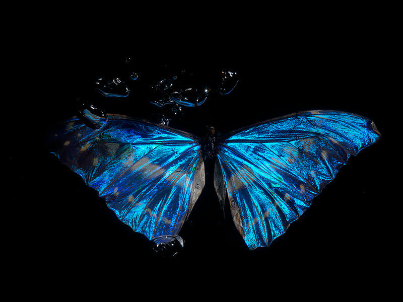 Subaquatic Reflections on Mortality baroque in blue