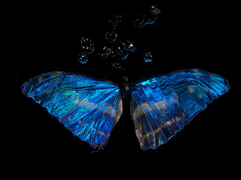 Ephemeral Euphony: Morphe Didius & Amathonte Below the Surface"