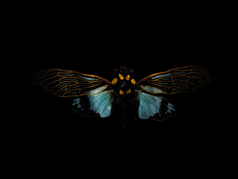 Waterborne Whispers: Underwater Beetle Elegance Unveiled