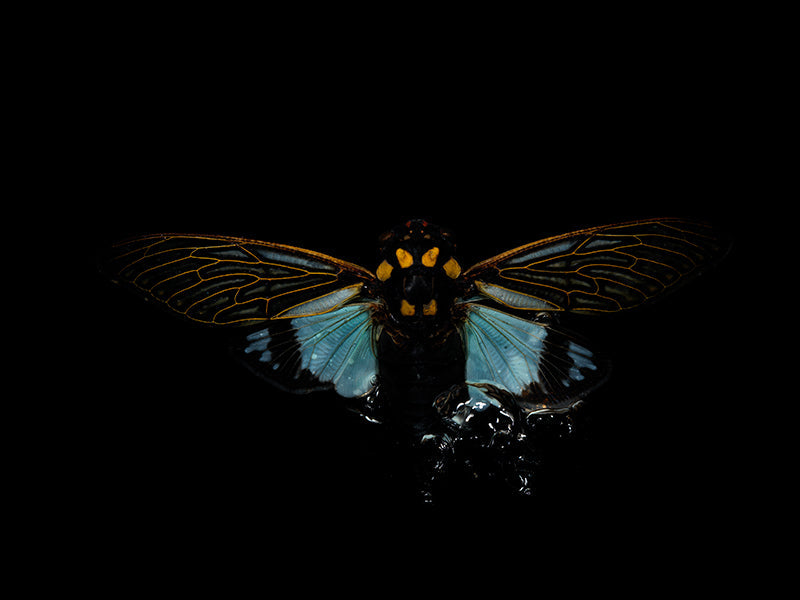 Life's Elegy: Underwater Ballet of Flying Beetles