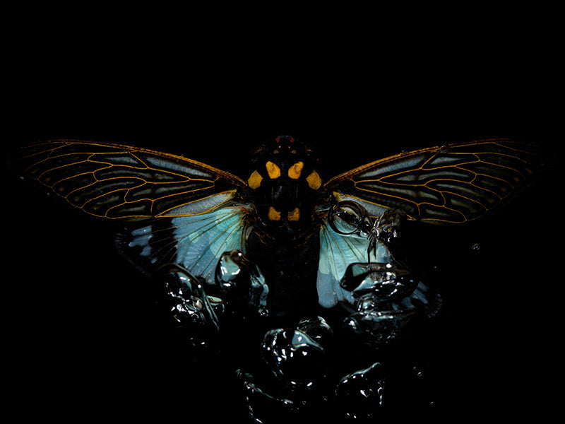Watercolor Waters: Flying Beetles in Ethical Harmony