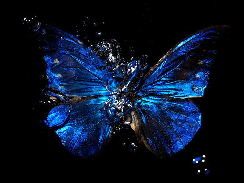 Ephemeral Elegance: Underwater Butterfly Photography Art