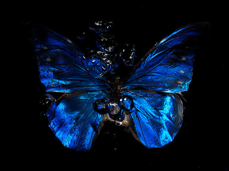Fluid Beauty: Underwater Butterfly Artistry Unveiled