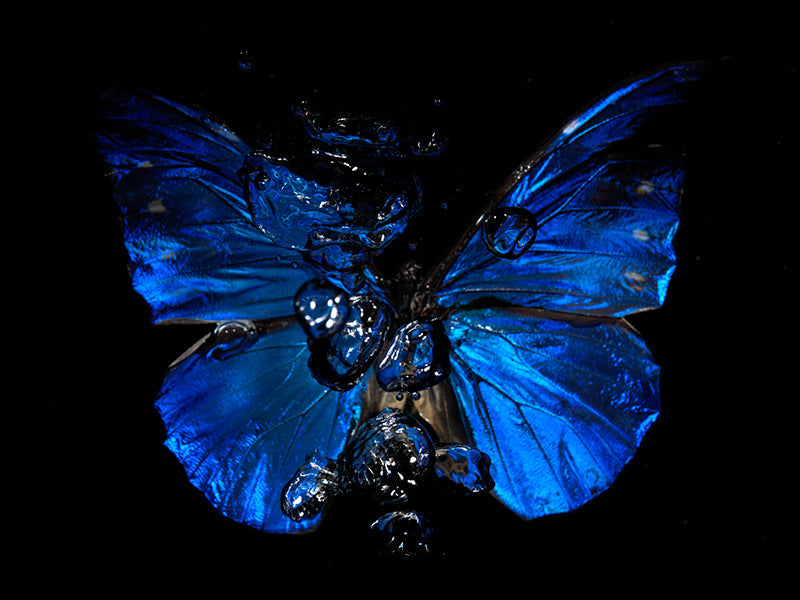 Morpho Melody: Capturing Life's Fleeting Dance