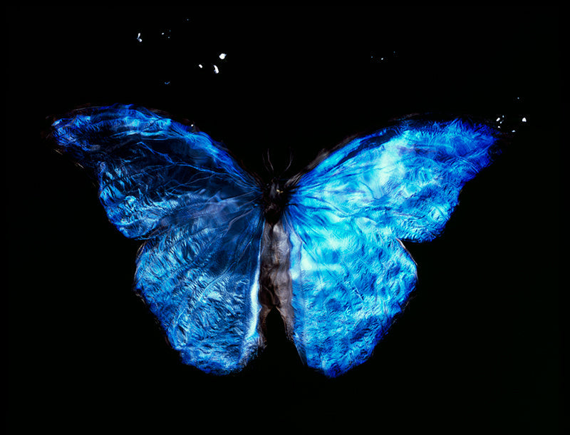 Analog Film Magic: Black Underwater Vanitas with Blue Winged Butterfly