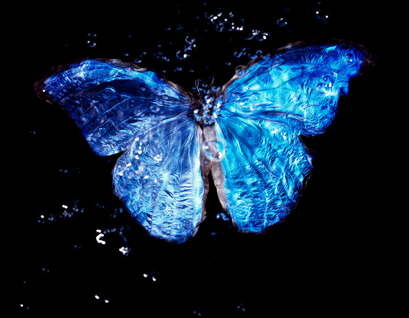 Modern Vanitas Art: Rare Blue Wings Underwater Photography
