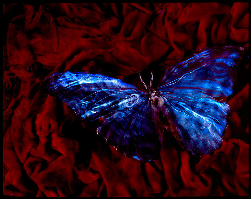 Critically Endangered Beauty: Vanitas Photography in Black Water