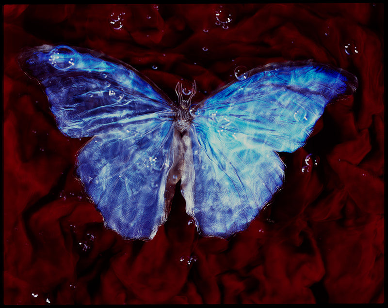 Vanitas in Blue Underwater Photography Featuring Rare Butterfly Species
