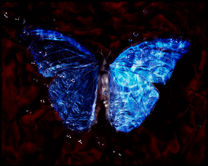 Studio Elegance: Vanitas Photography of Critically Endangered Butterflies Underwater
