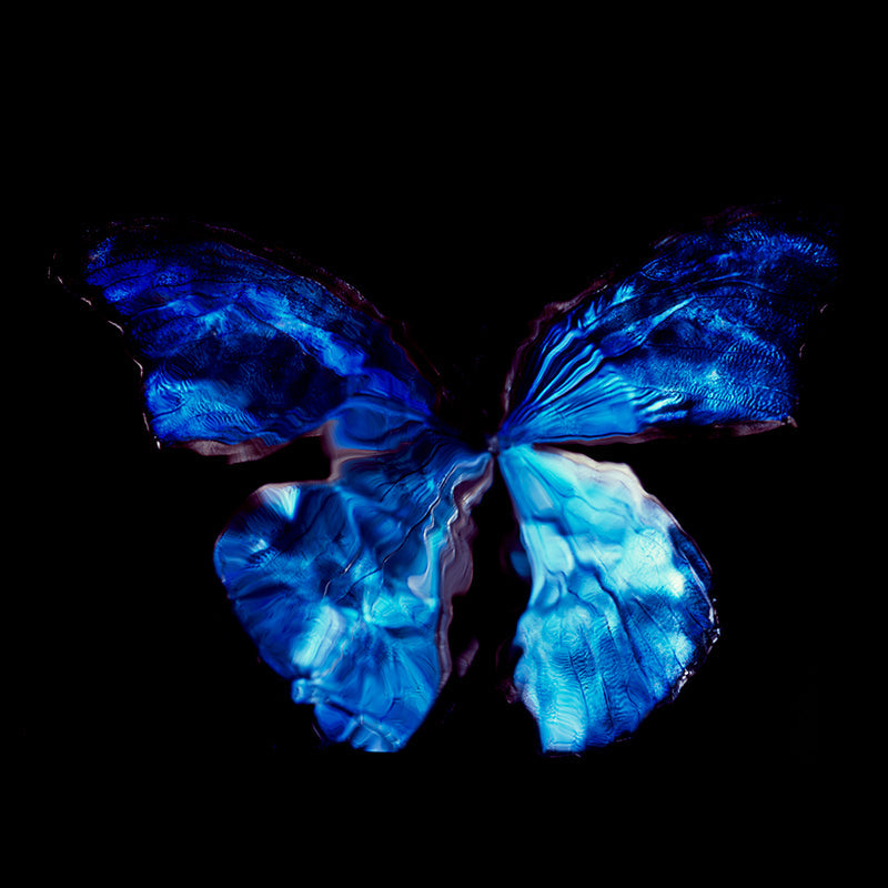 Fragile Wings: Underwater Vanitas Photography Depicting Rare Butterfly Species