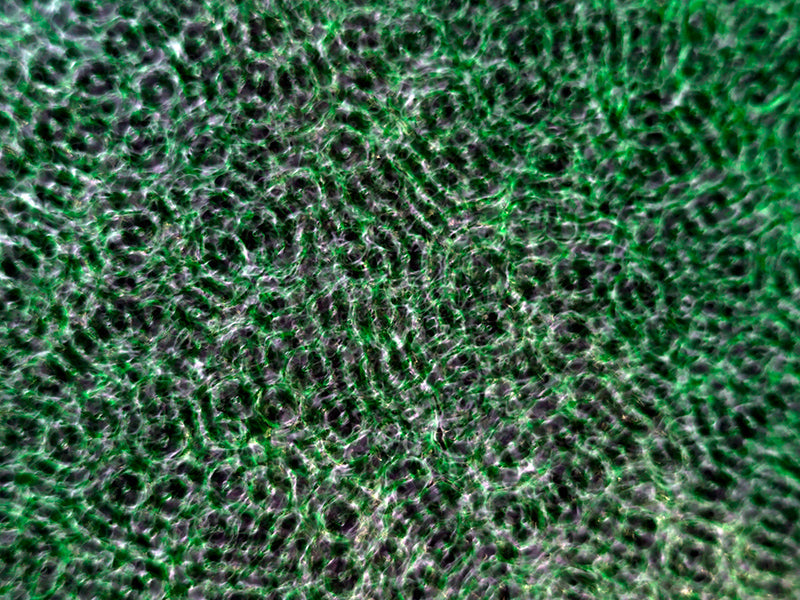 Imaginative photography for science publications