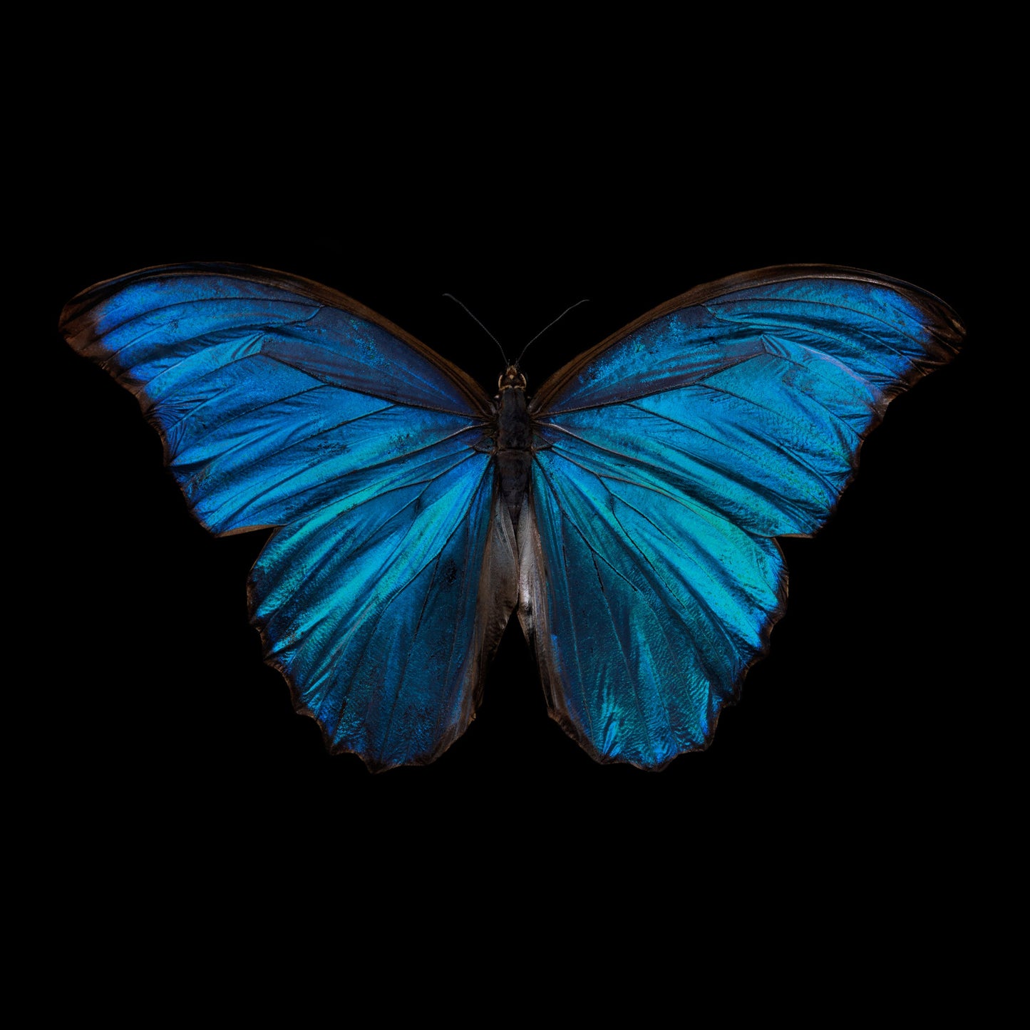 Morpho Amathonte Blue Butterfly Silk Cushion - €190 | Shop now & buy direct from the artists studio - Distil Ennui ™ est.1990.