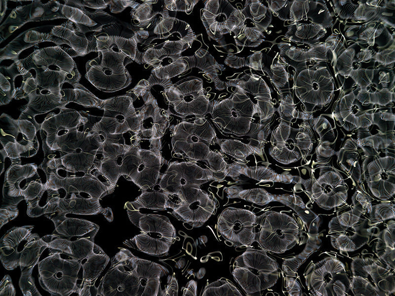 Underwater photograph day ii water light science experiments Verdant Low Light tonality from Cymatic Water and Light