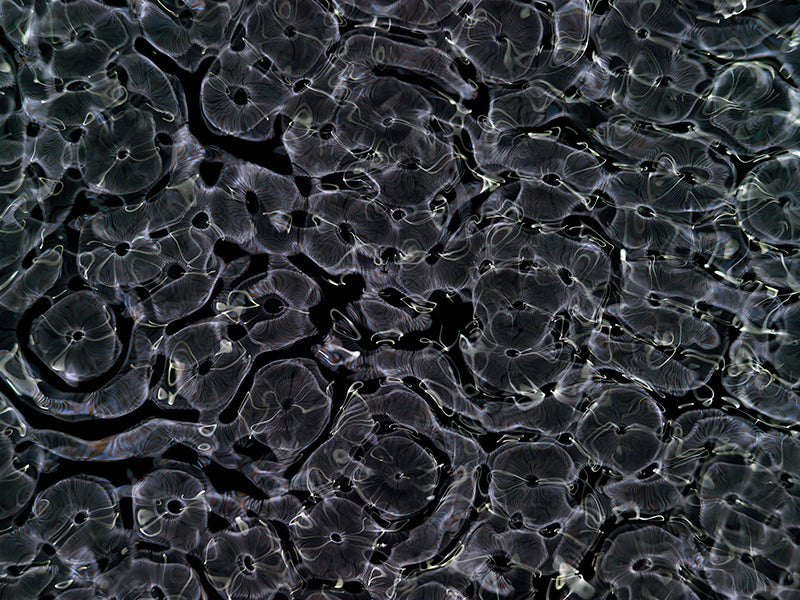 Underwater photograph day ii water light science experiments Cool Low Light tonality from Cymatic Water and Light