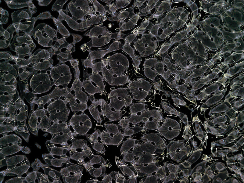 Underwater photograph day ii water light science experiments Verdant Low Light tonality from Cymatic Water and Light