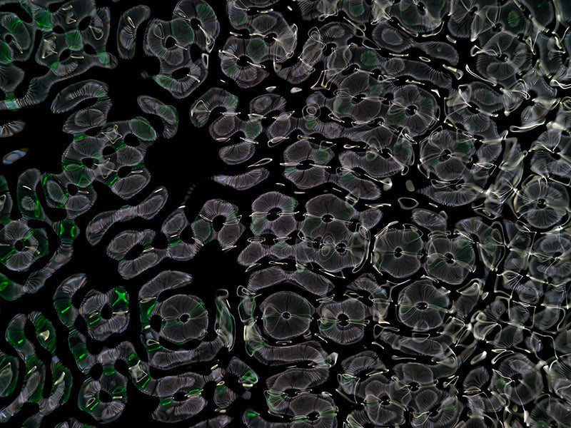 Underwater photograph day ii water light science experiments Verdant Low Light tonality from Cymatic Water and Light