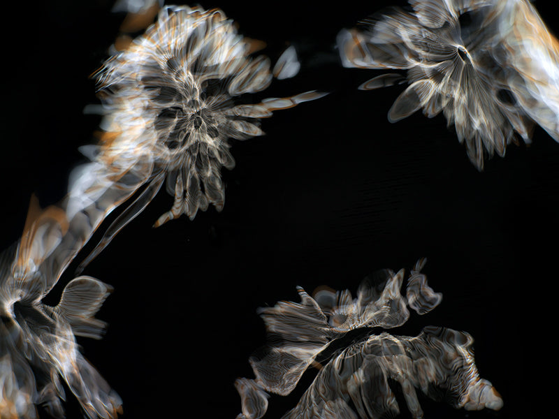 Underwater photograph day iii Warm Low Light tonality from Cymatic Water and Light