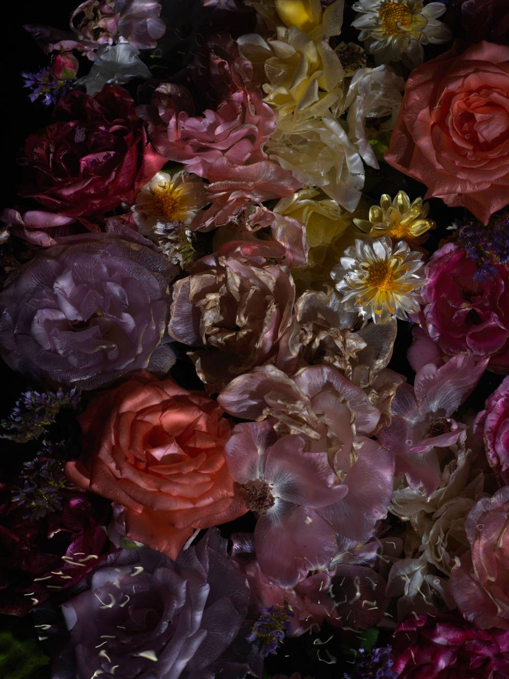 Floral Vanitas Drop - Unique Prints From A Limited Collection Of 100 - €90 | Shop now & buy direct from the artists studio - Distil Ennui ™ est.1990.
