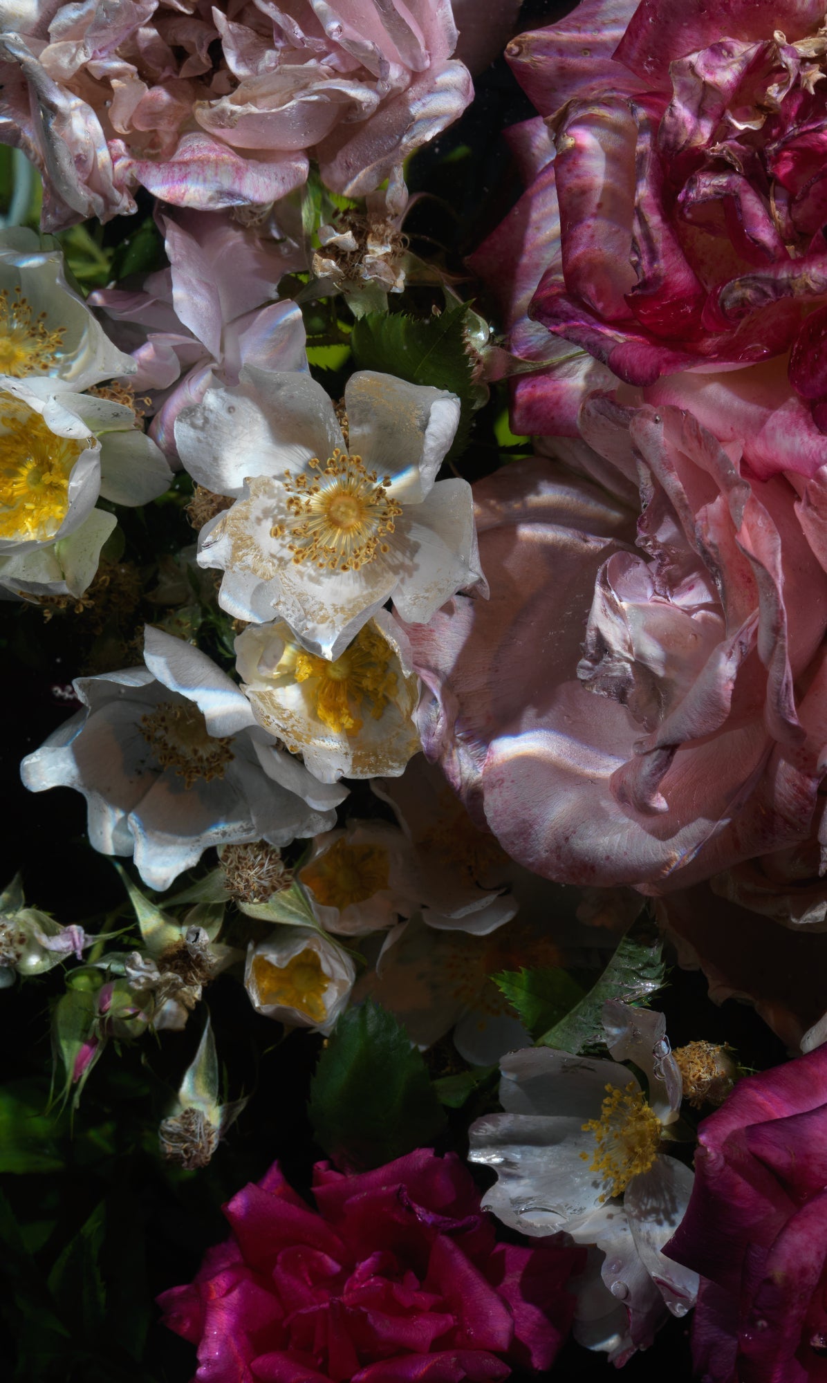 Floral Vanitas Drop - Unique Prints From A Limited Collection Of 100 - €90 | Shop now & buy direct from the artists studio - Distil Ennui ™ est.1990.