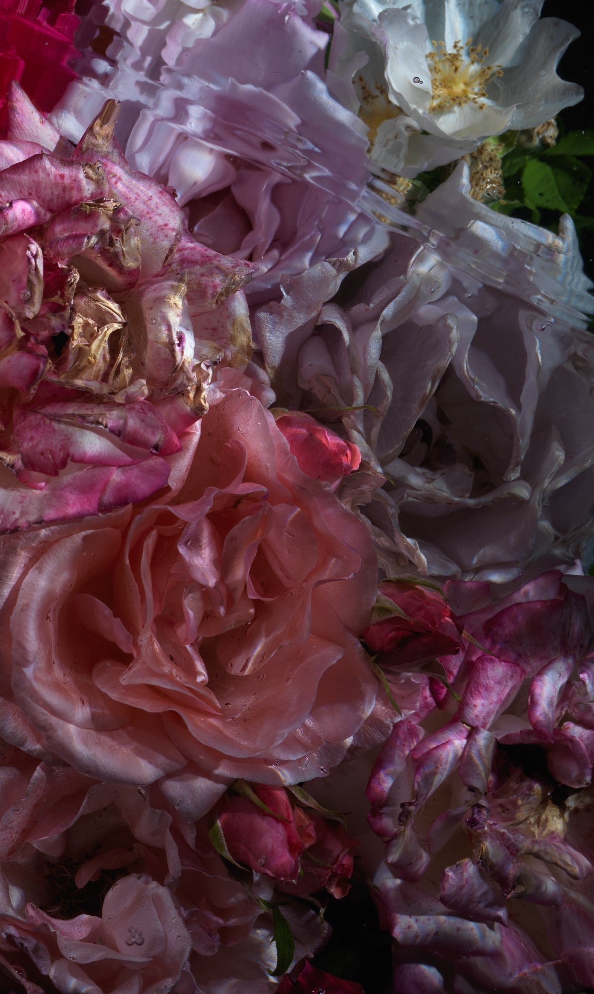 Floral Vanitas Drop - Unique Prints From A Limited Collection Of 100 - €90 | Shop now & buy direct from the artists studio - Distil Ennui ™ est.1990.