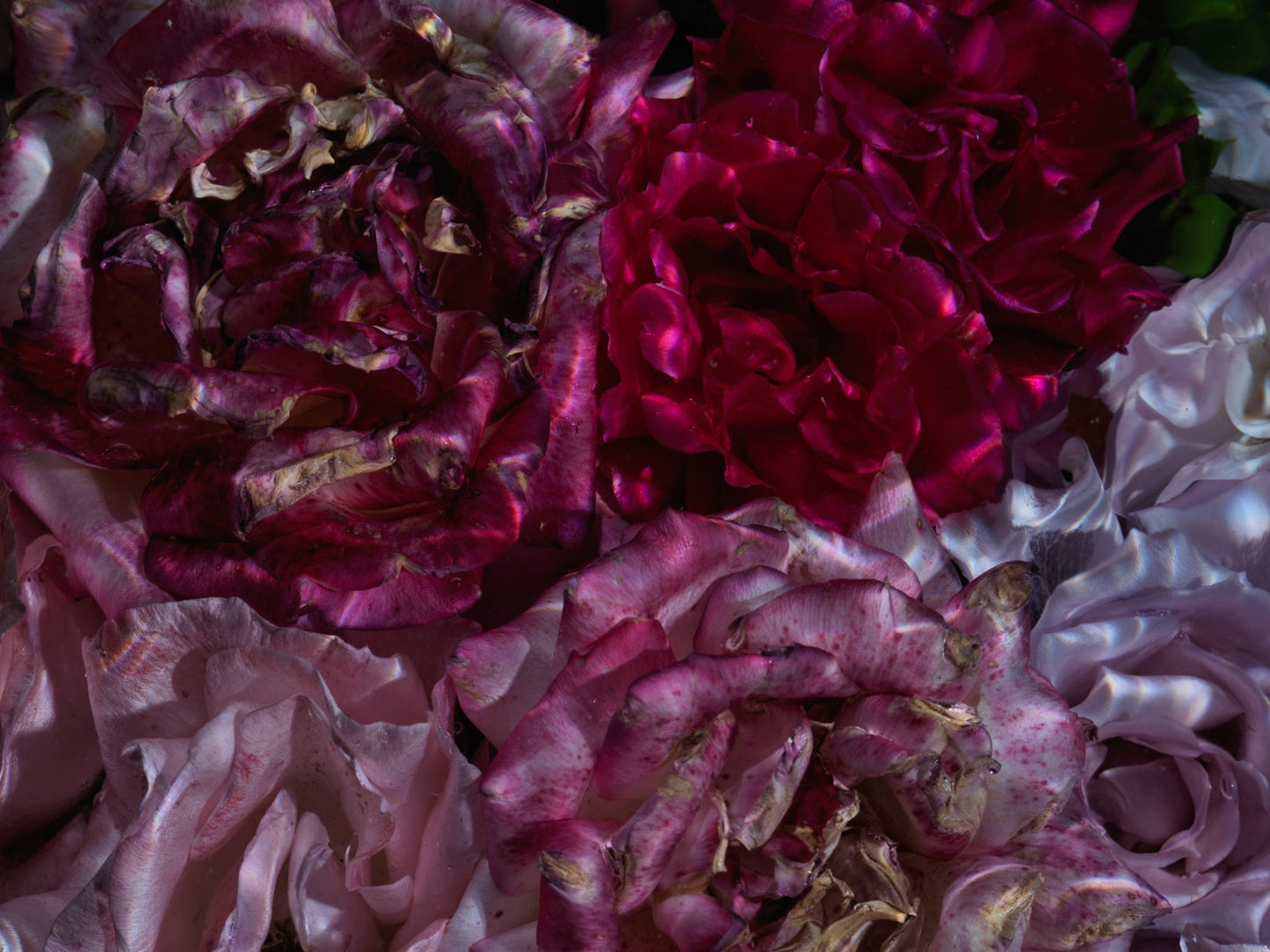 Floral Vanitas Drop - Unique Prints From A Limited Collection Of 100 - €90 | Shop now & buy direct from the artists studio - Distil Ennui ™ est.1990.
