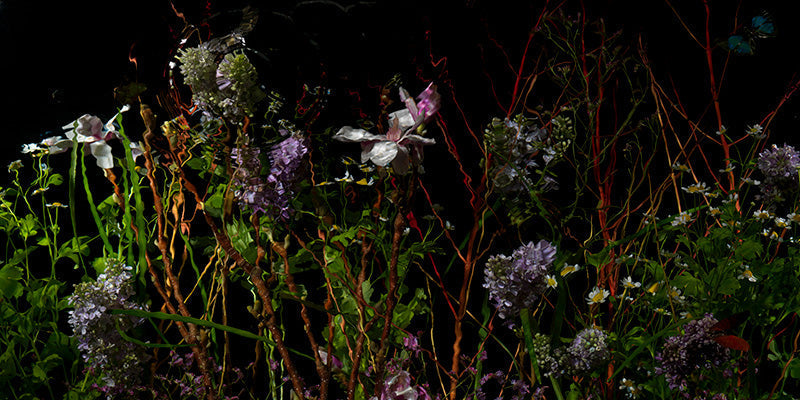 Underwater photograph floral vanitas crop option Warm Low Light tonality