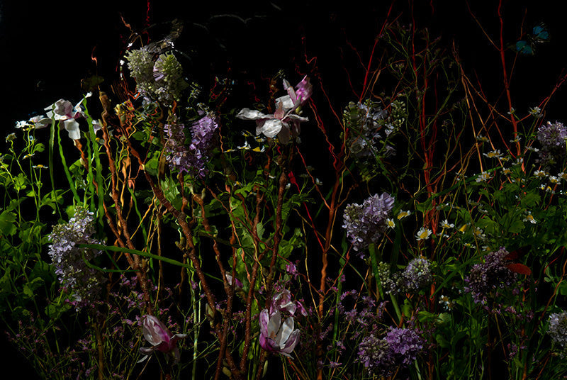 Underwater photograph floral vanitas Warm Low Light tonality