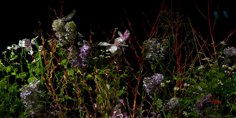 Underwater photograph floral vanitas crop Warm Low Light tonality