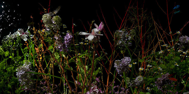 Underwater photograph floral vanitas crop Warm Low Light tonality