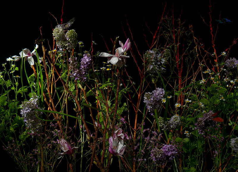 Underwater photograph floral vanitas Warm Low Light tonality