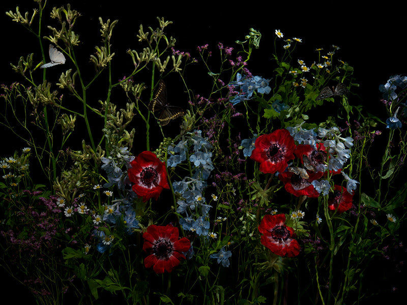 Underwater photograph floral vanitas Warm Low Light tonality