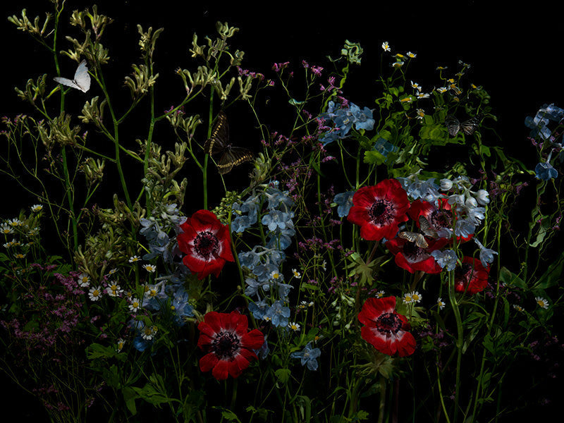 Underwater photograph floral vanitas Warm Low Light tonality
