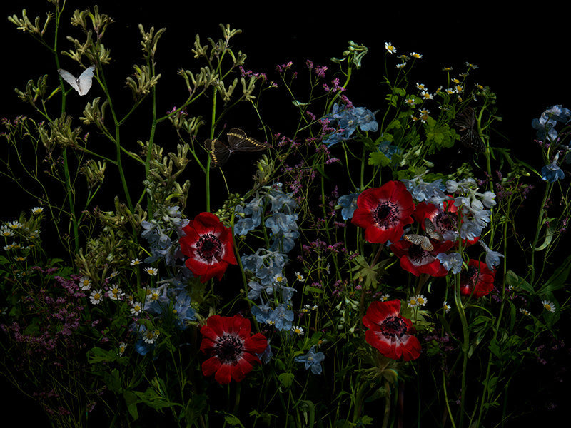 Underwater photograph floral vanitas Warm Low Light tonality