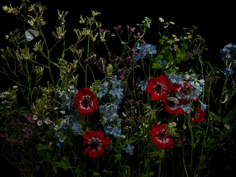 Underwater photograph floral vanitas Warm Low Light tonality