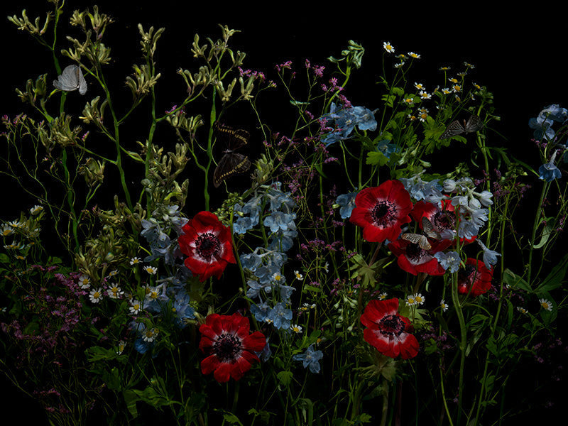 Underwater photograph floral vanitas Warm Low Light tonality