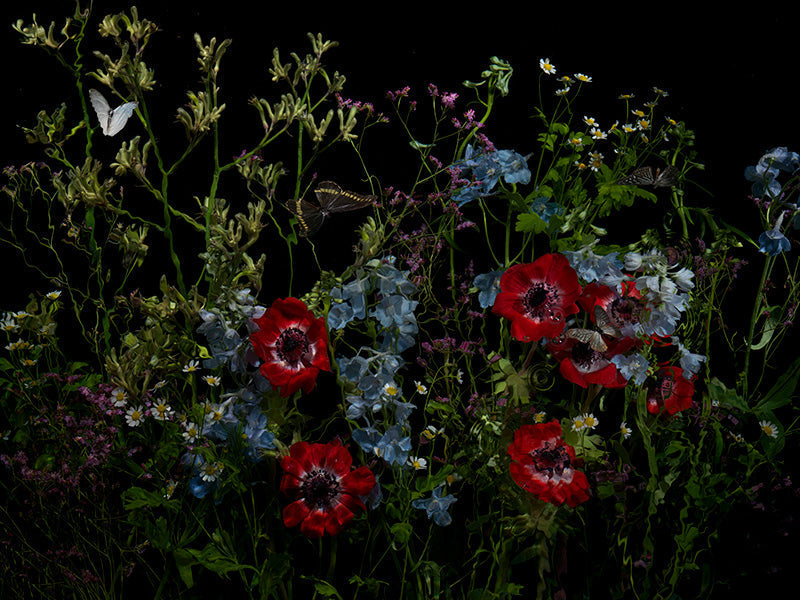 Underwater photograph floral vanitas Warm Low Light tonality