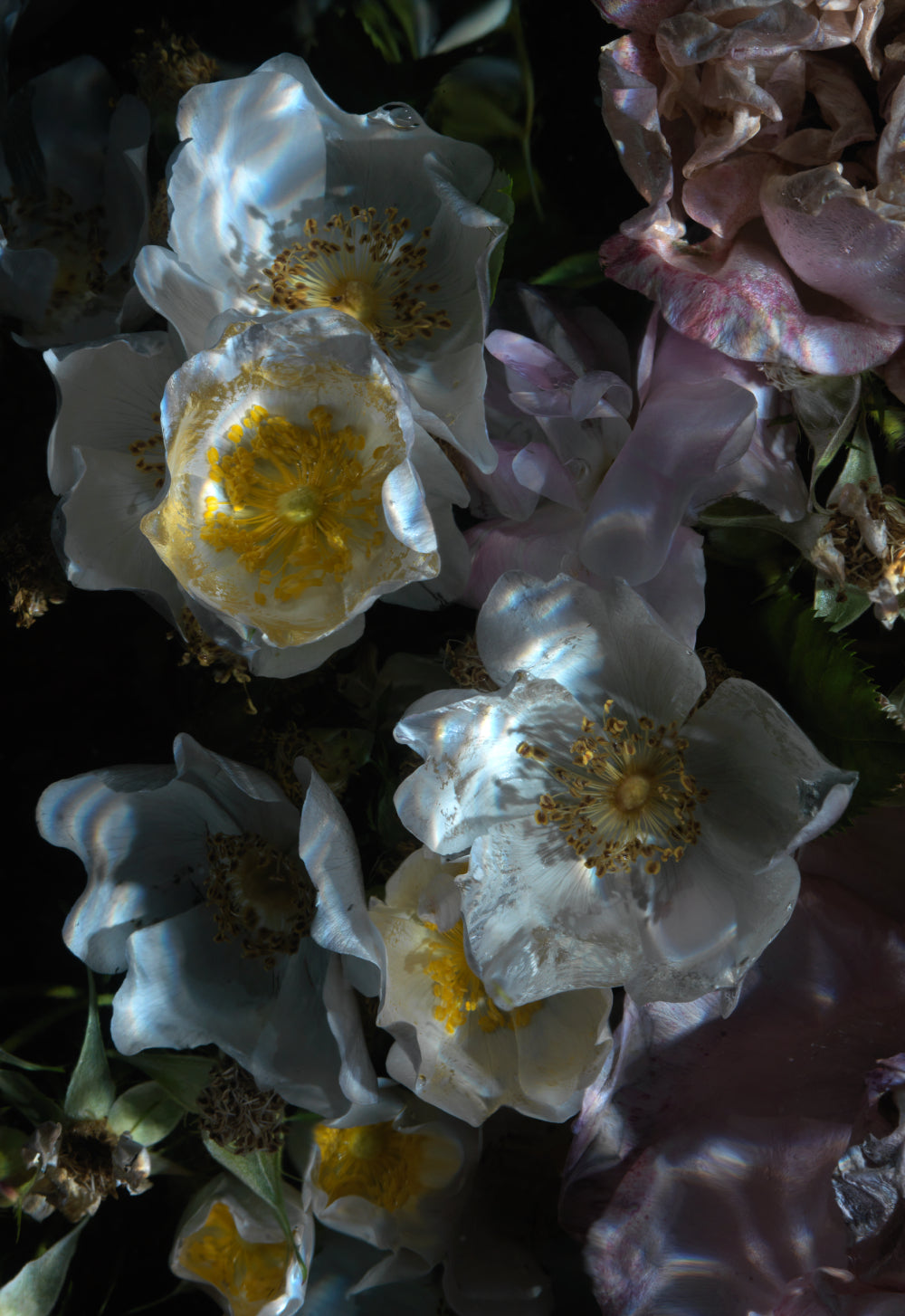 Floral Vanitas Drop - 97 Prints Remain From A Collection Of 100 - €90 | Shop now & buy direct from the artists studio - Distil Ennui ™ est.1990.