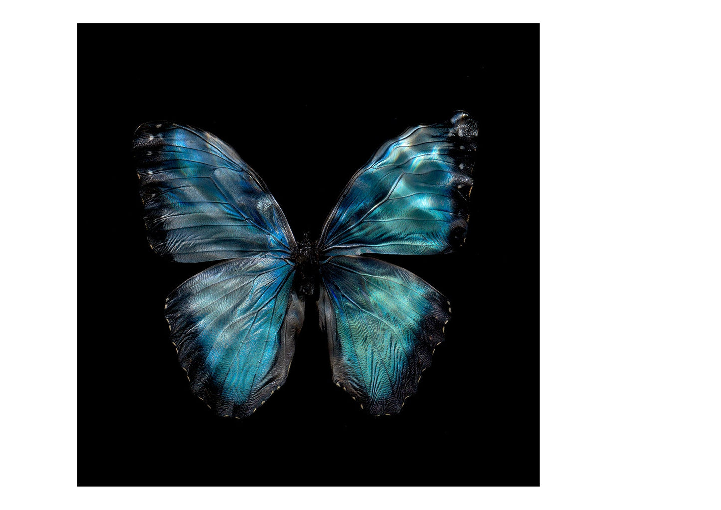Morpho Peleides 0990 - Limited Edition Print - €295 | Shop now & buy direct from the artists studio - Distil Ennui ™ est.1990.