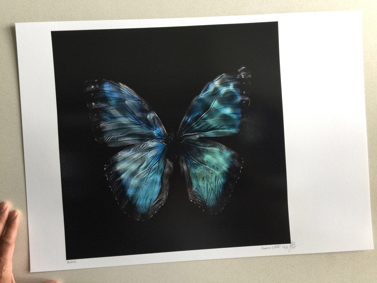 Morpho Peleides 0990 - Limited Edition Print - €295 | Shop now & buy direct from the artists studio - Distil Ennui ™ est.1990.
