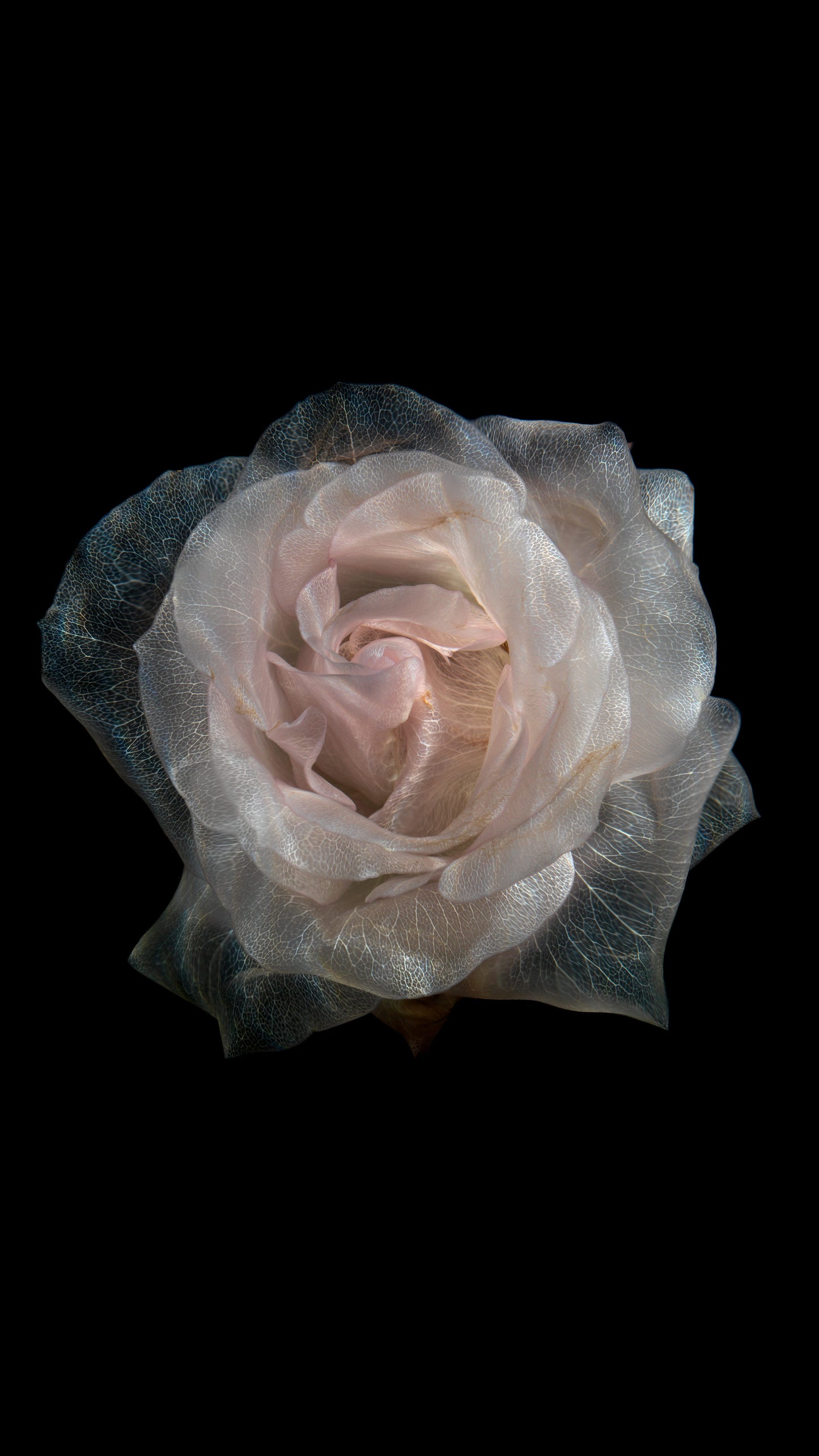 Glass Rose Vanitas 2107 - Digital Art Download - €2.40 | Shop now & buy direct from the artists studio - Distil Ennui ™ est.1990.