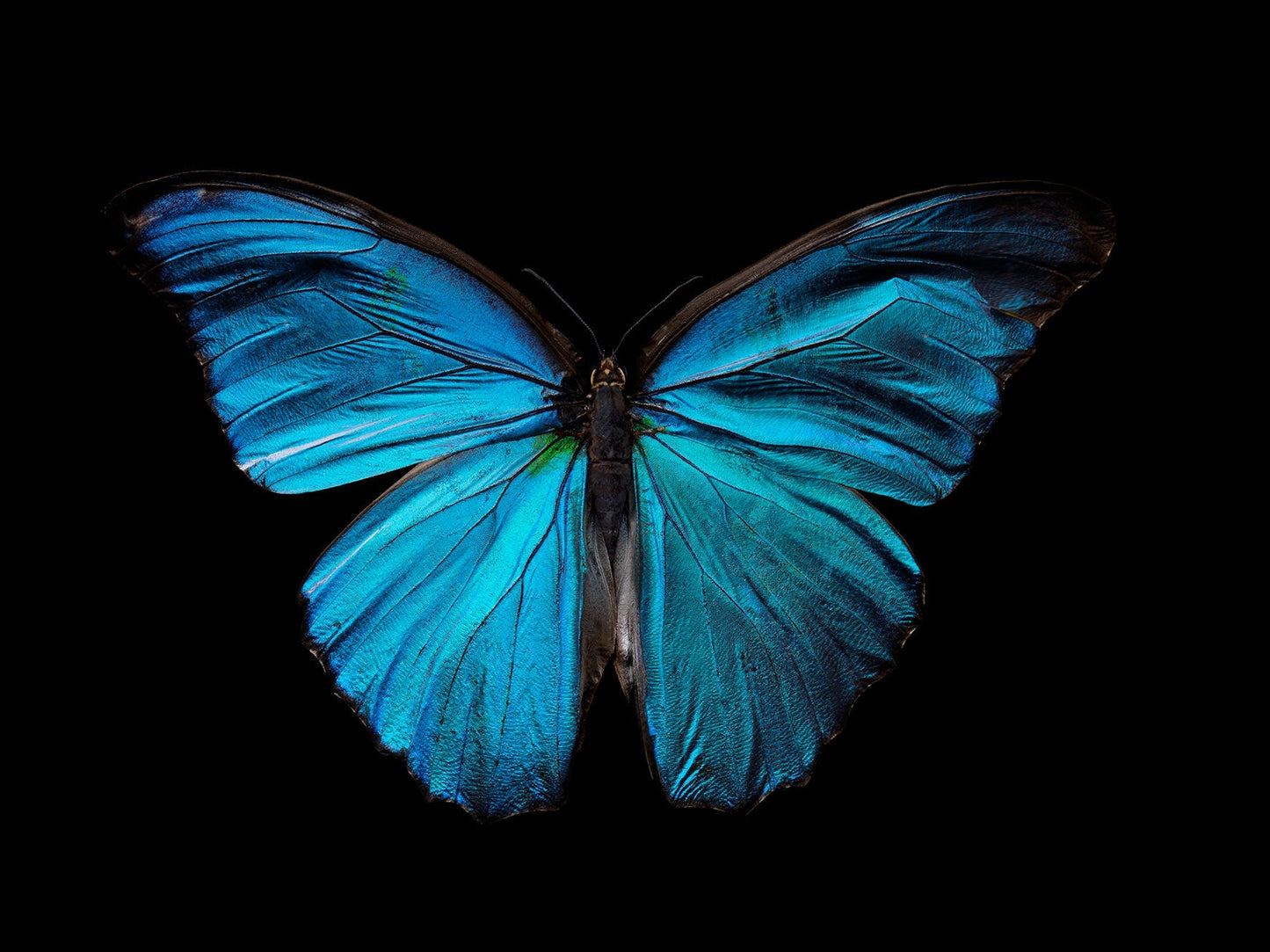 Morpho Amathonte 0334 - Limited Edition Giclée Print - €495 | Shop now & buy direct from the artists studio - Distil Ennui ™ est.1990.