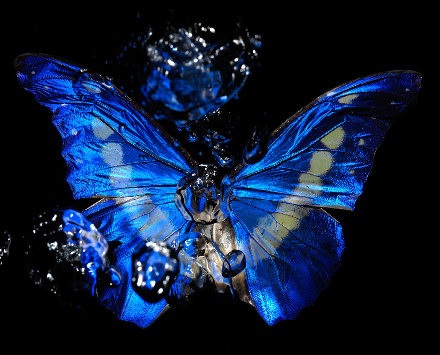Transparency of a dream illuminated. Plate I photographic print - €6950 | Shop now & buy direct from the artists studio - Distil Ennui ™ est.1990.