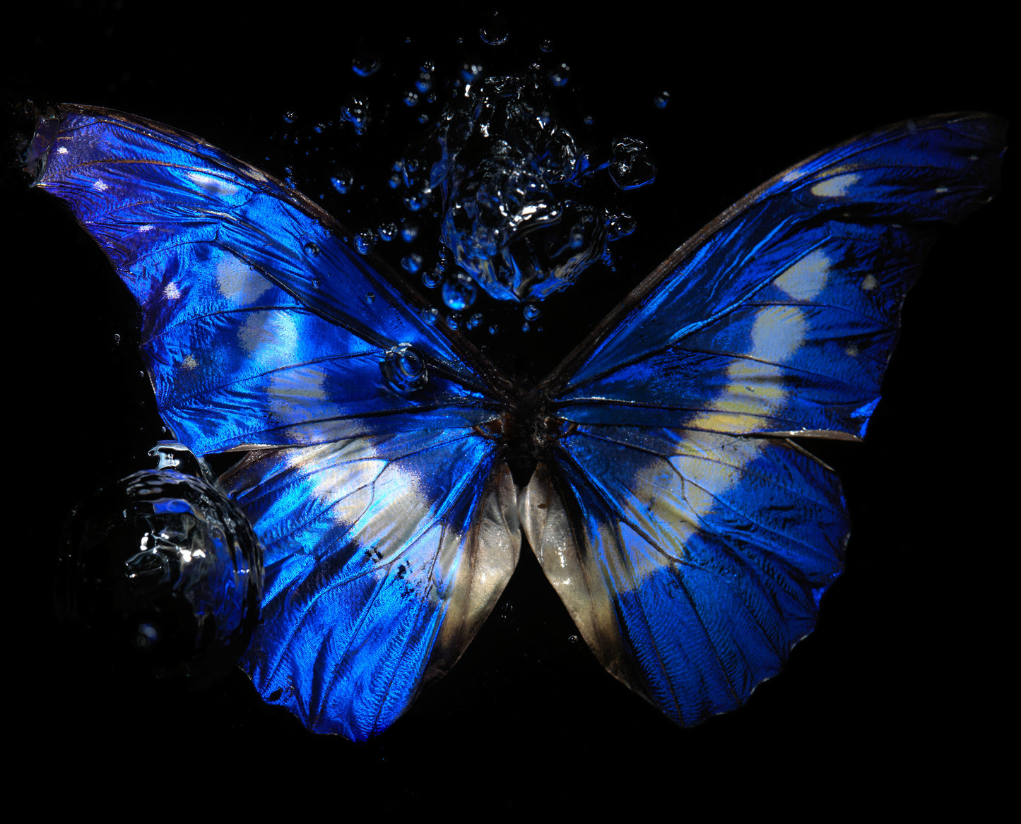 Transparency of a dream illuminated. Plate XIII photographic print - €6950 | Shop now & buy direct from the artists studio - Distil Ennui ™ est.1990.