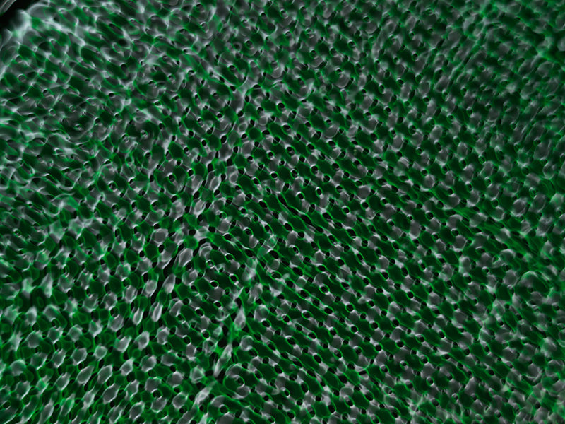 Underwater photograph water light science experiments pure physics Verdant Low Light tonality from Cymatic Water and L