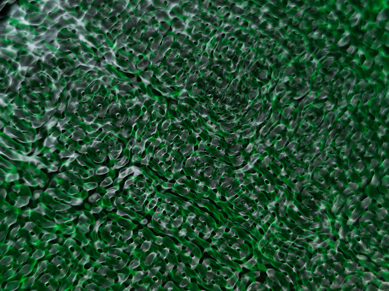 Underwater photograph water light science experiments pure physics Verdant Low Light tonality from Cymatic Water and L