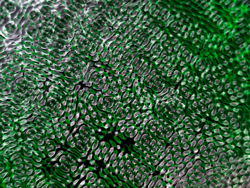 Underwater photograph water light science experiments pure physics Verdant Mid Tone tonality from Cymatic Water and Li